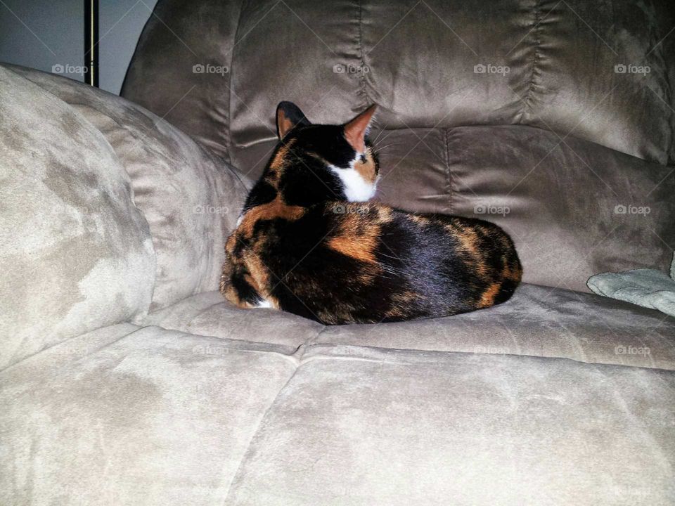 Cat, couch, comfort