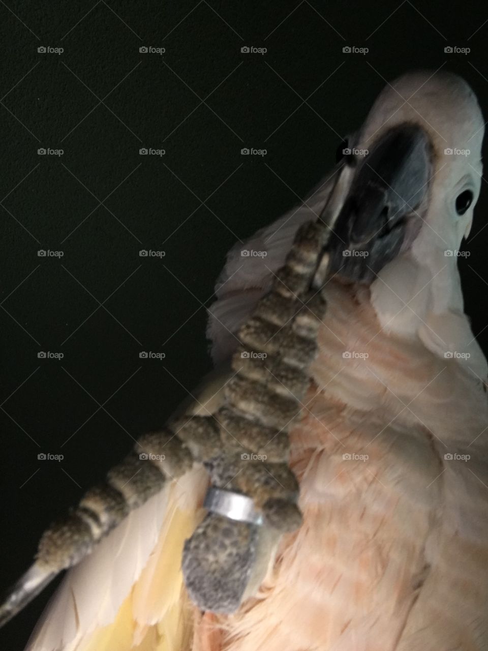 Bird, No Person, Wildlife, Portrait, Animal