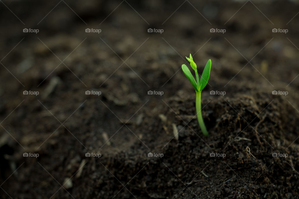 germination