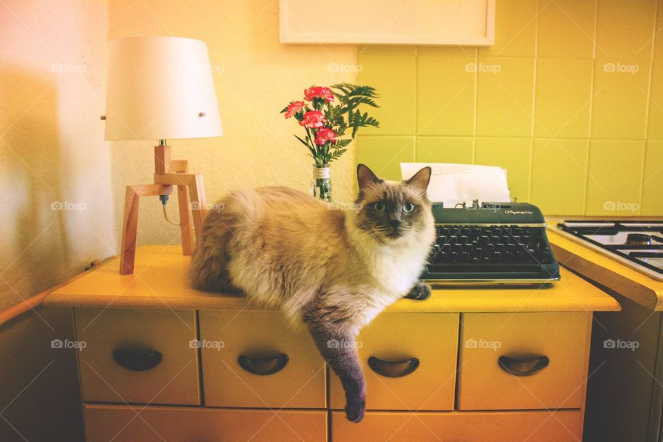 cat, typewriter 