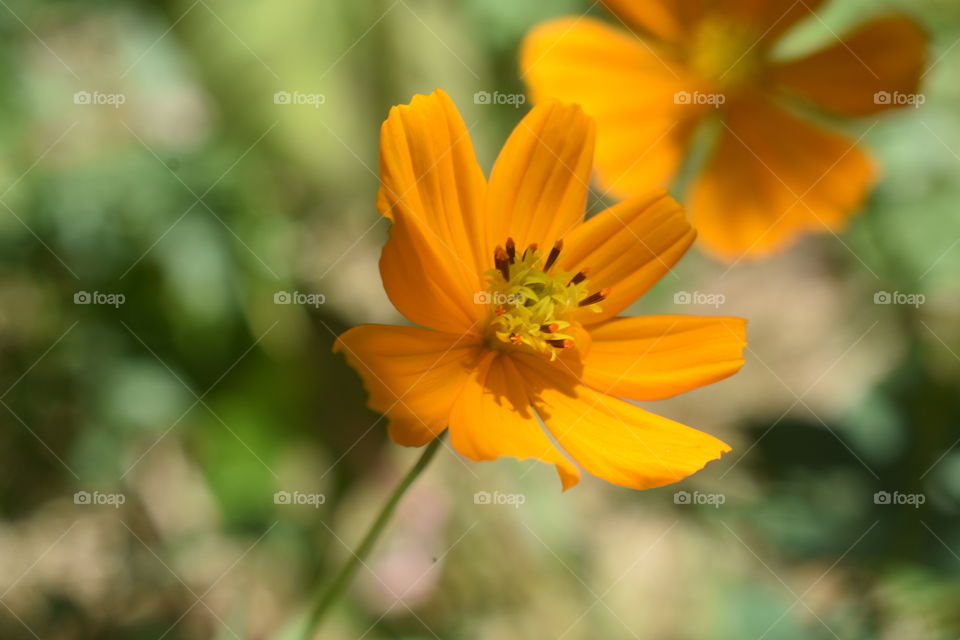 Orange beauty #flowers