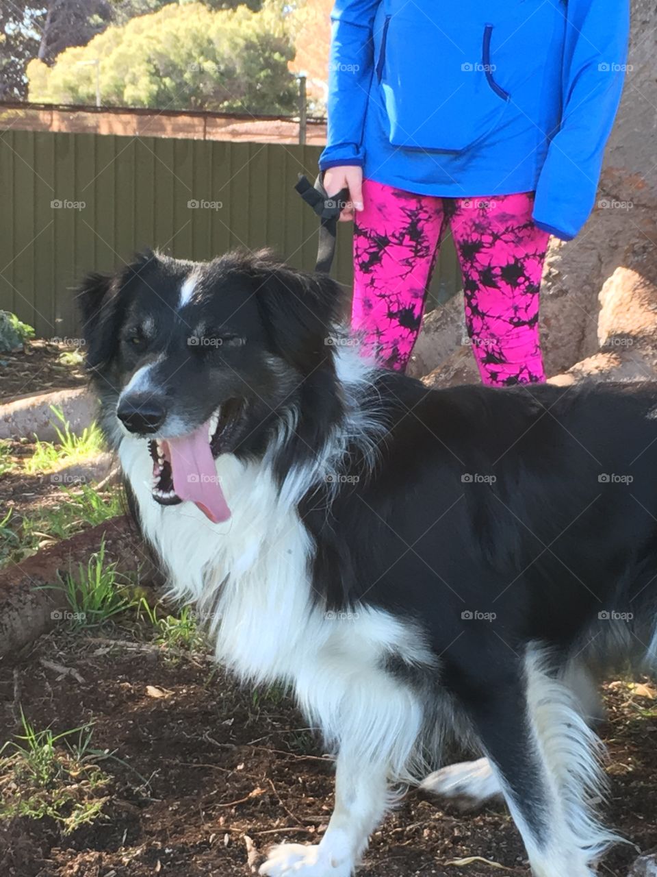 A young girl wearing pink patterned tights leggings and active wear walking border collie sheepdog in a part