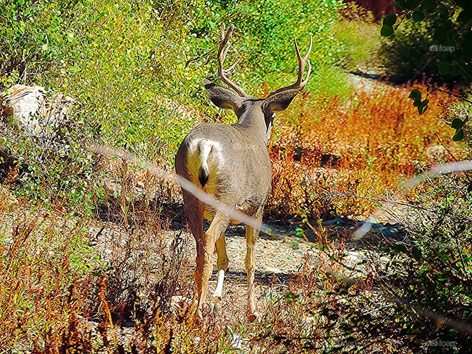 Deer