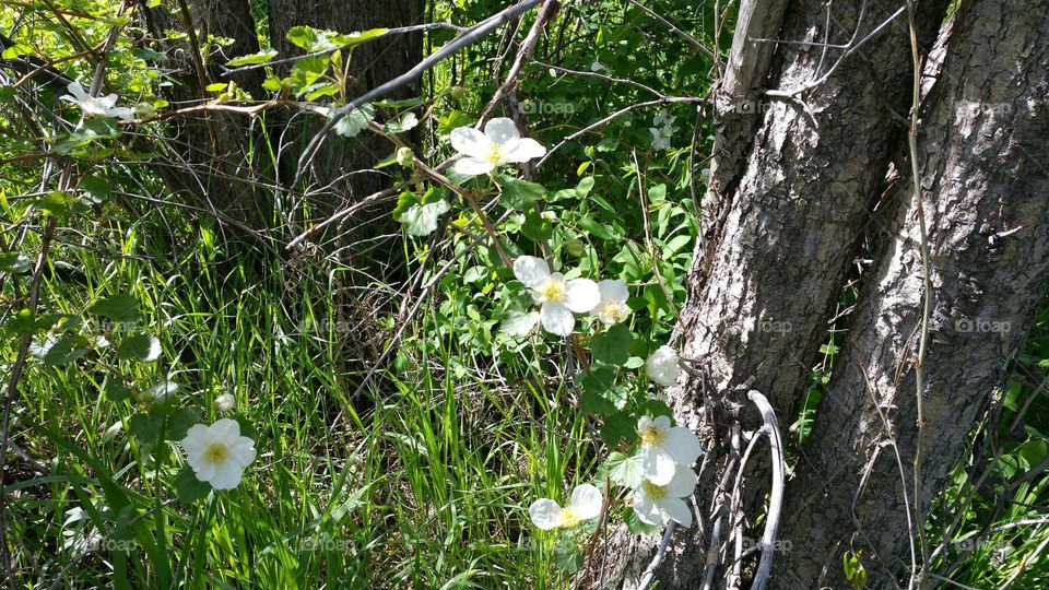 Wildflowers