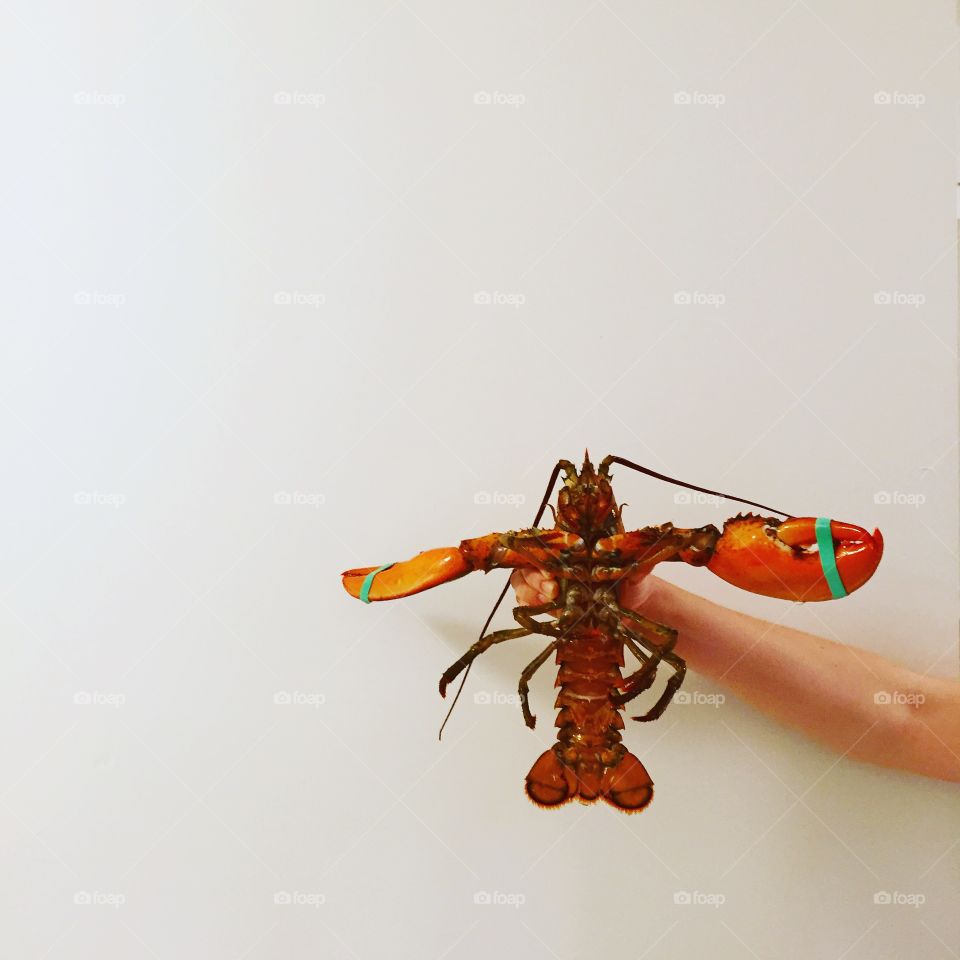 A lobster pre-pot