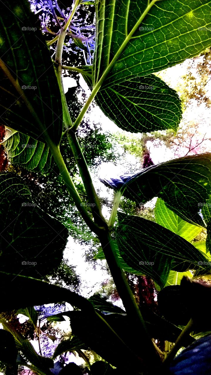 Hydrangea leaves taken from underneath and up
