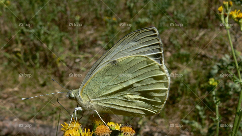 Schmetterling auf einer Blume