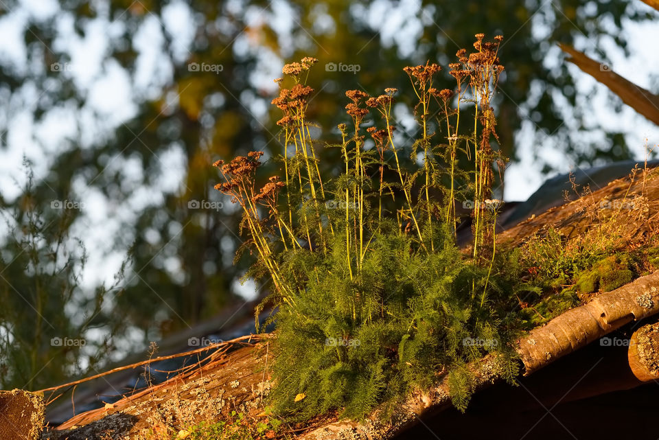 Large group of withered yarrows in the late September evening light growing on a roof of an old wooden house