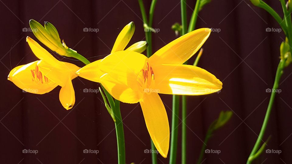 Close-up of yellow day lily