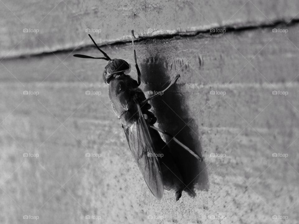 Beautiful black color insect with wings sitting on wooden background