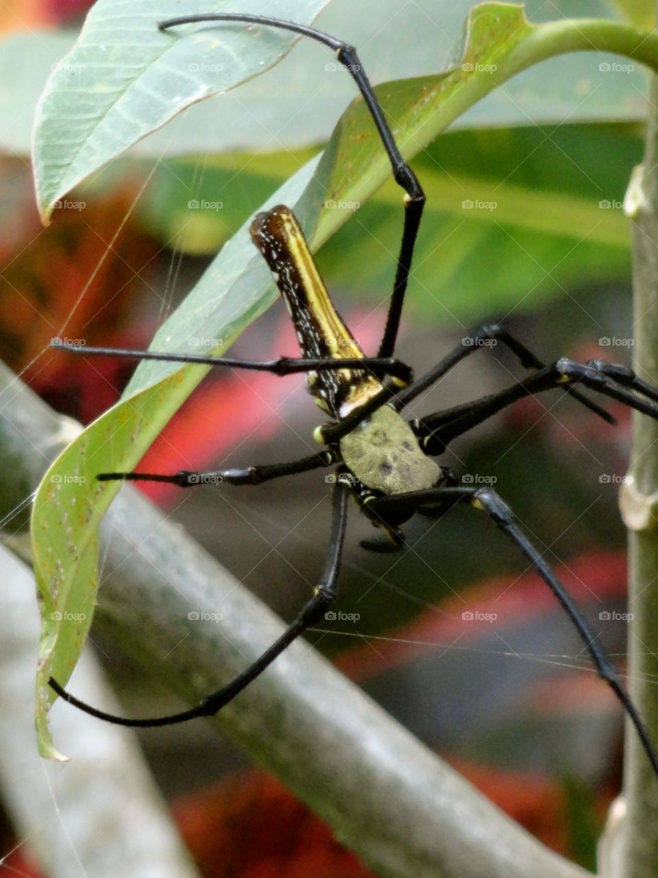 Spider in Bali