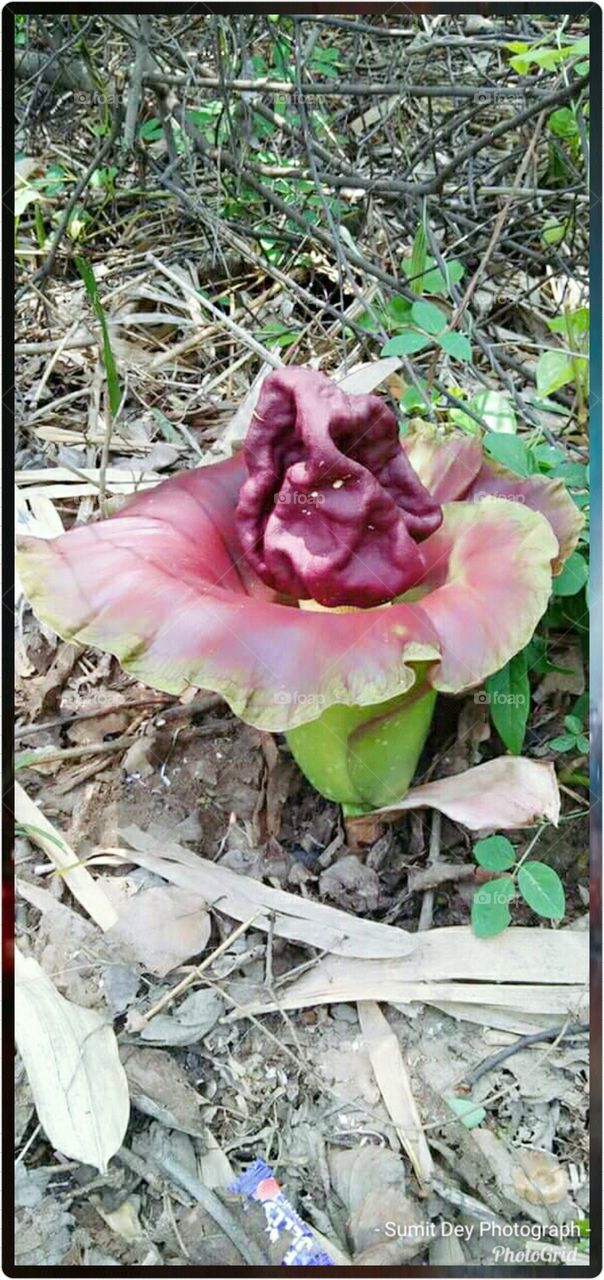 Unknown Species Flower.