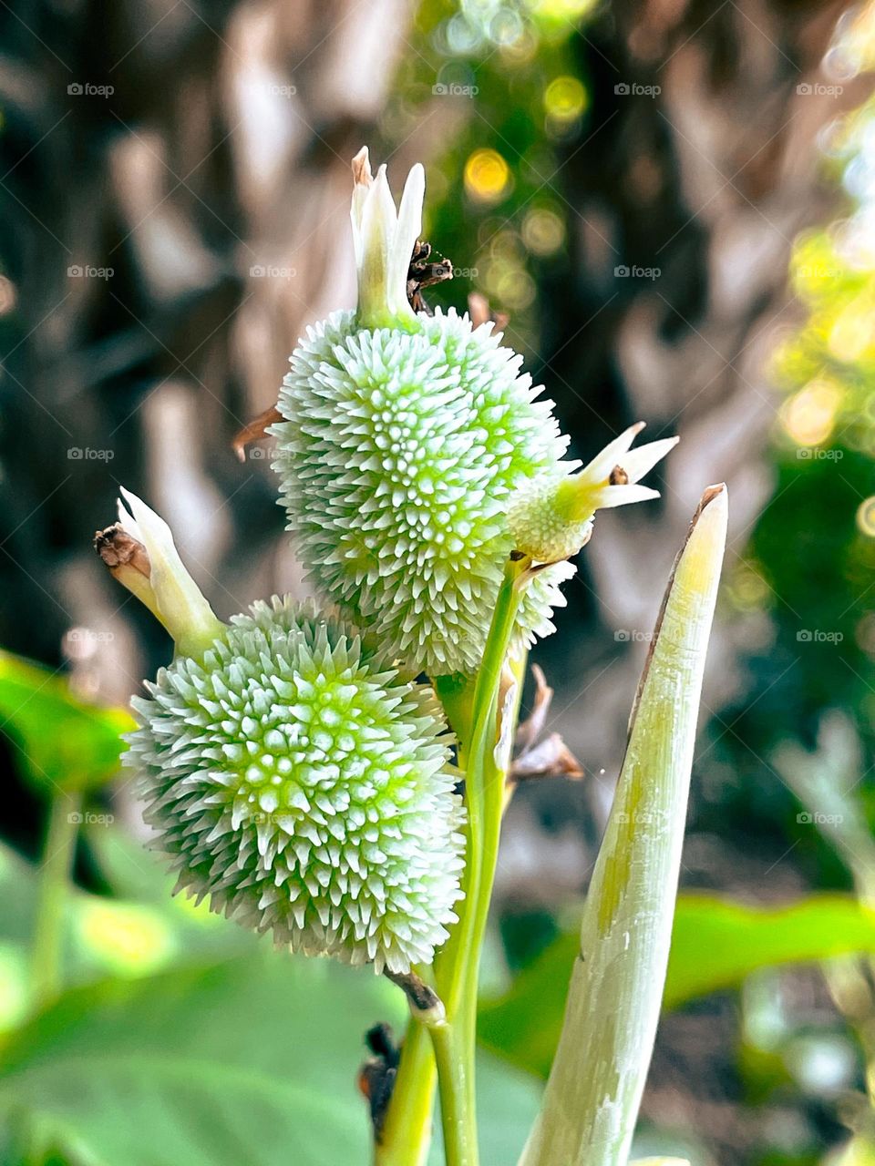 Macro green spikey plant
