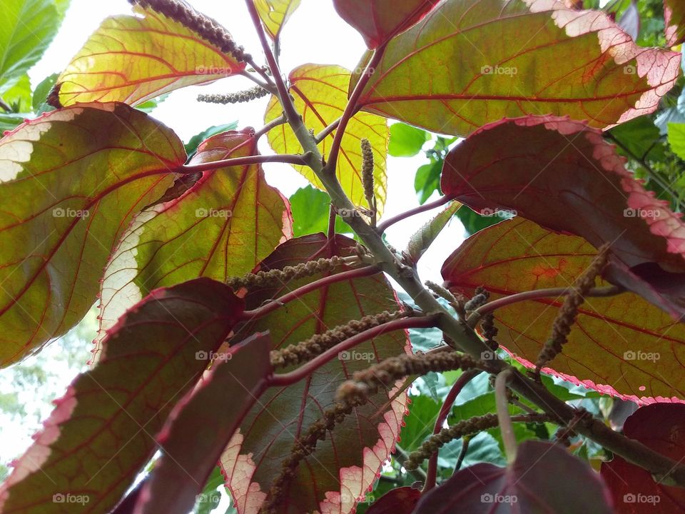 red yellow leaves with sky behind