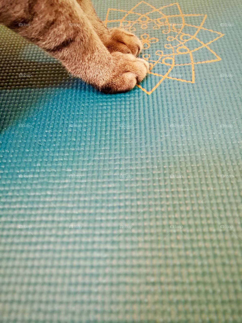 Yoga cat