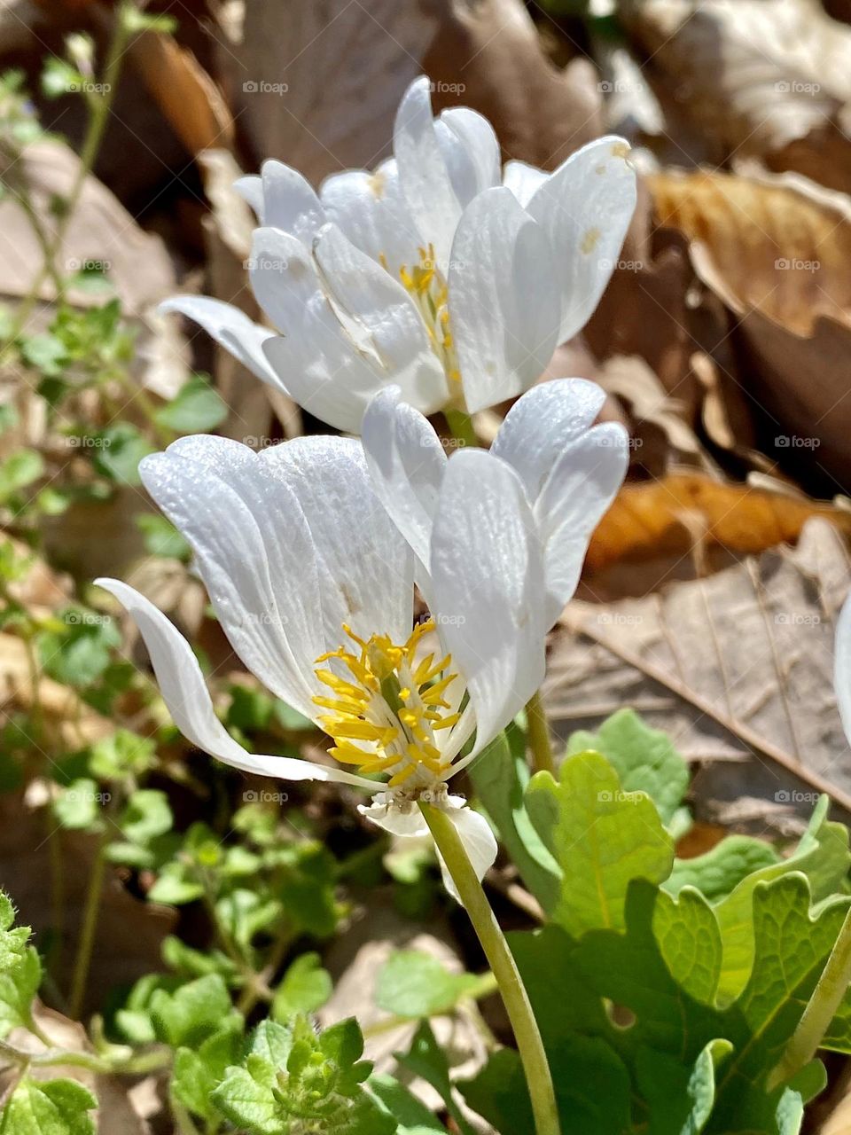 Two bloodroot flowers
