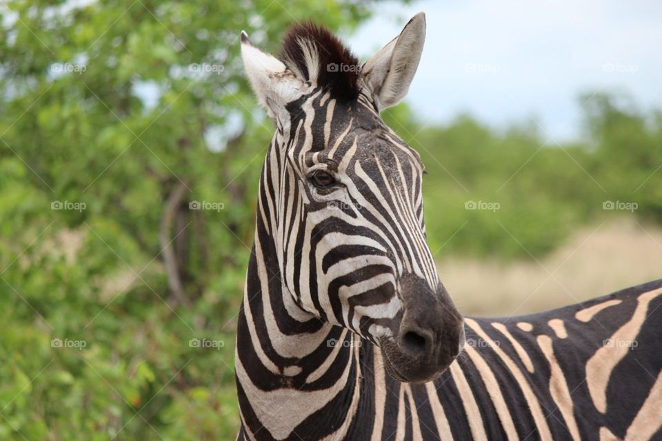 Zebra in South Africa, Kruger National Park