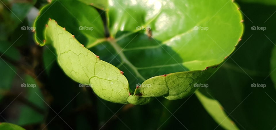 leaf bowl