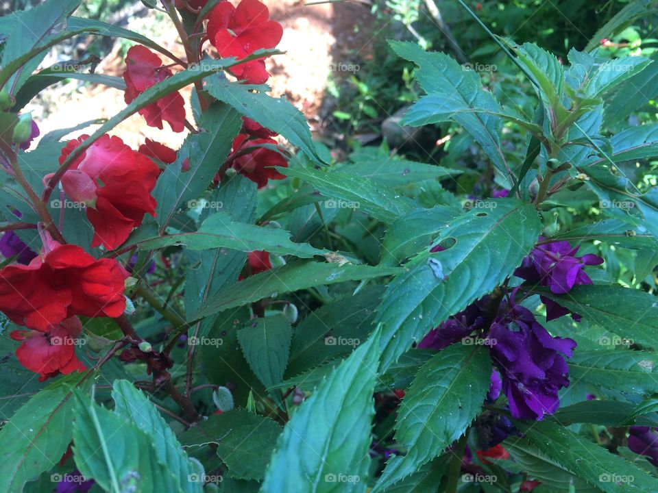 Garden with red and purple flowers balsam 