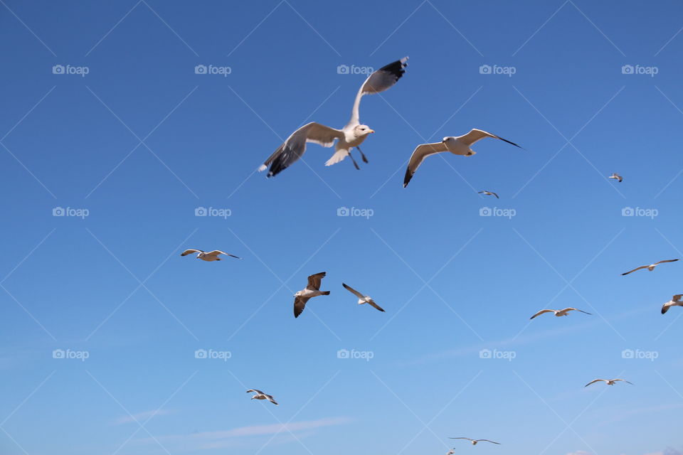 Bird, Flight, Seagulls, No Person, Sky