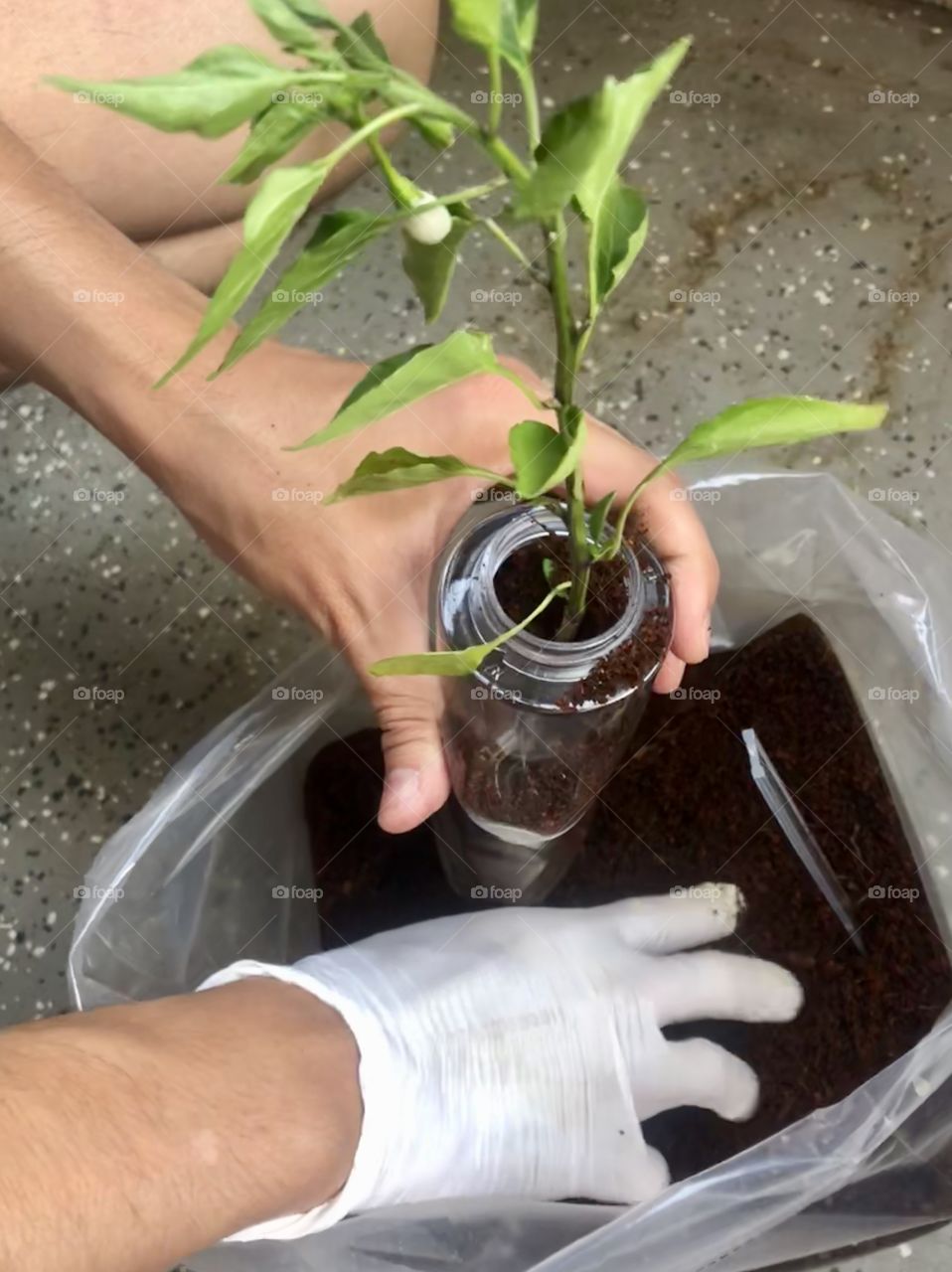 Planting a plant
