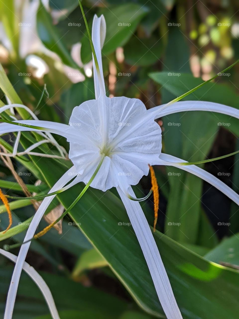 Hymenocallis speciosa