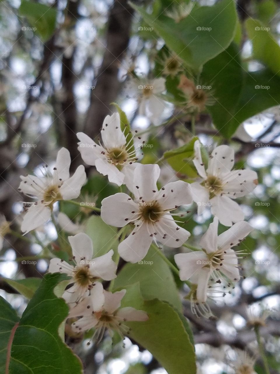 dogwood tree