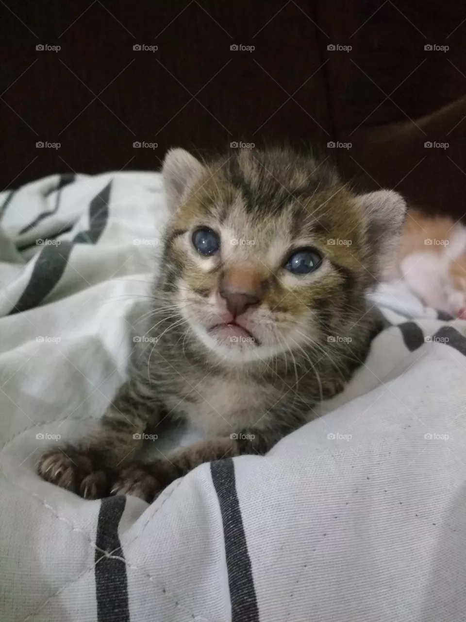 cat