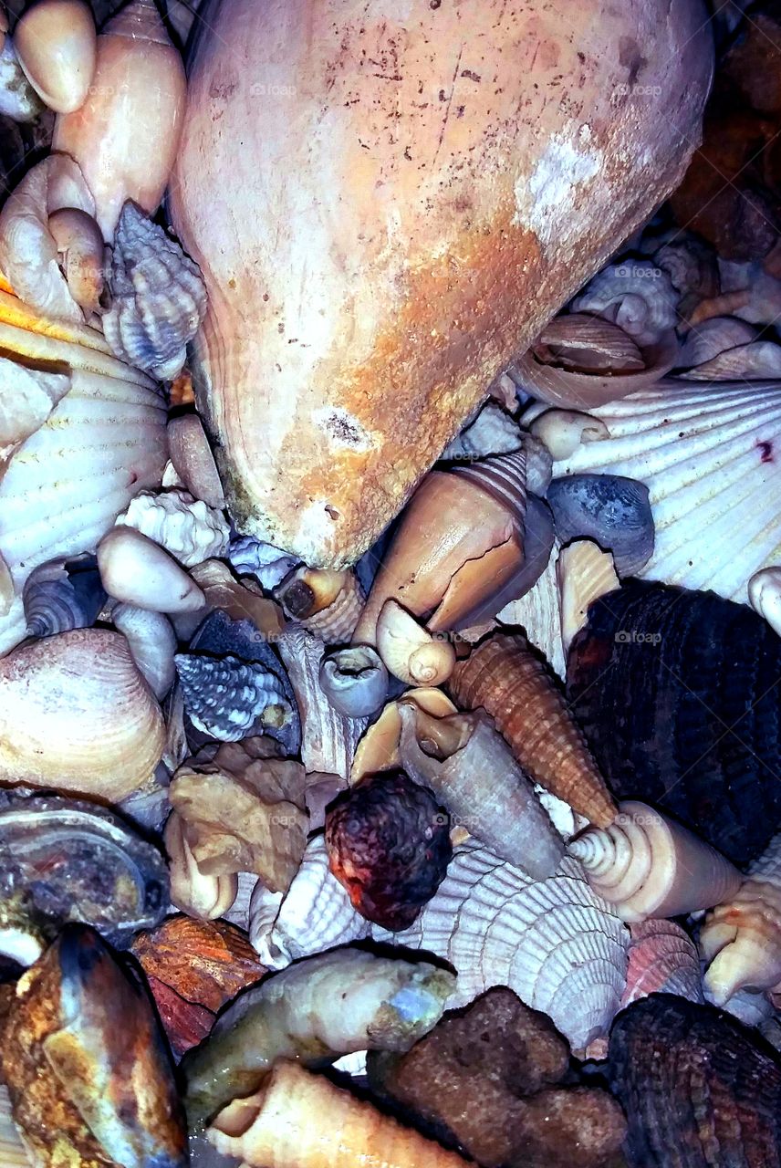 big seashell closeup