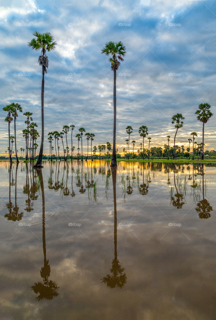 Beautiful sugar plam and reflection in the morning