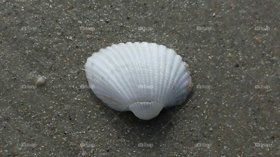 shell