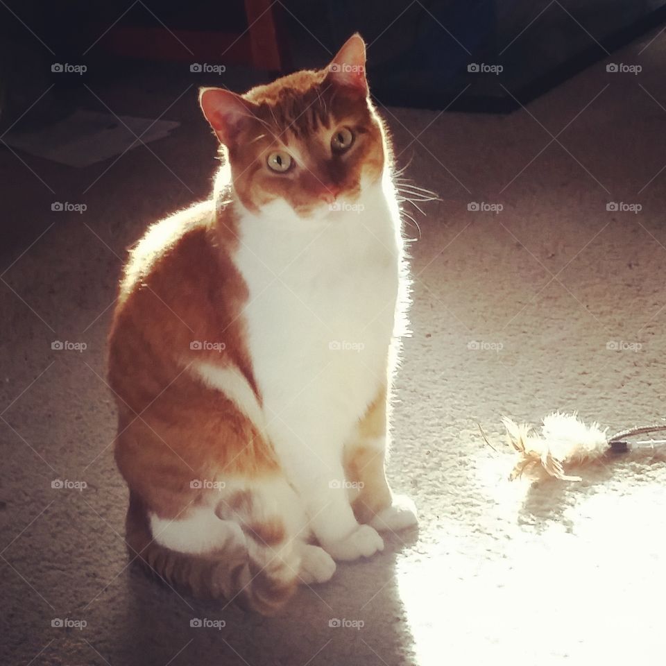 Ray the Cat. Ray loves the sun. He waits longingly near here daily for a taste of it.