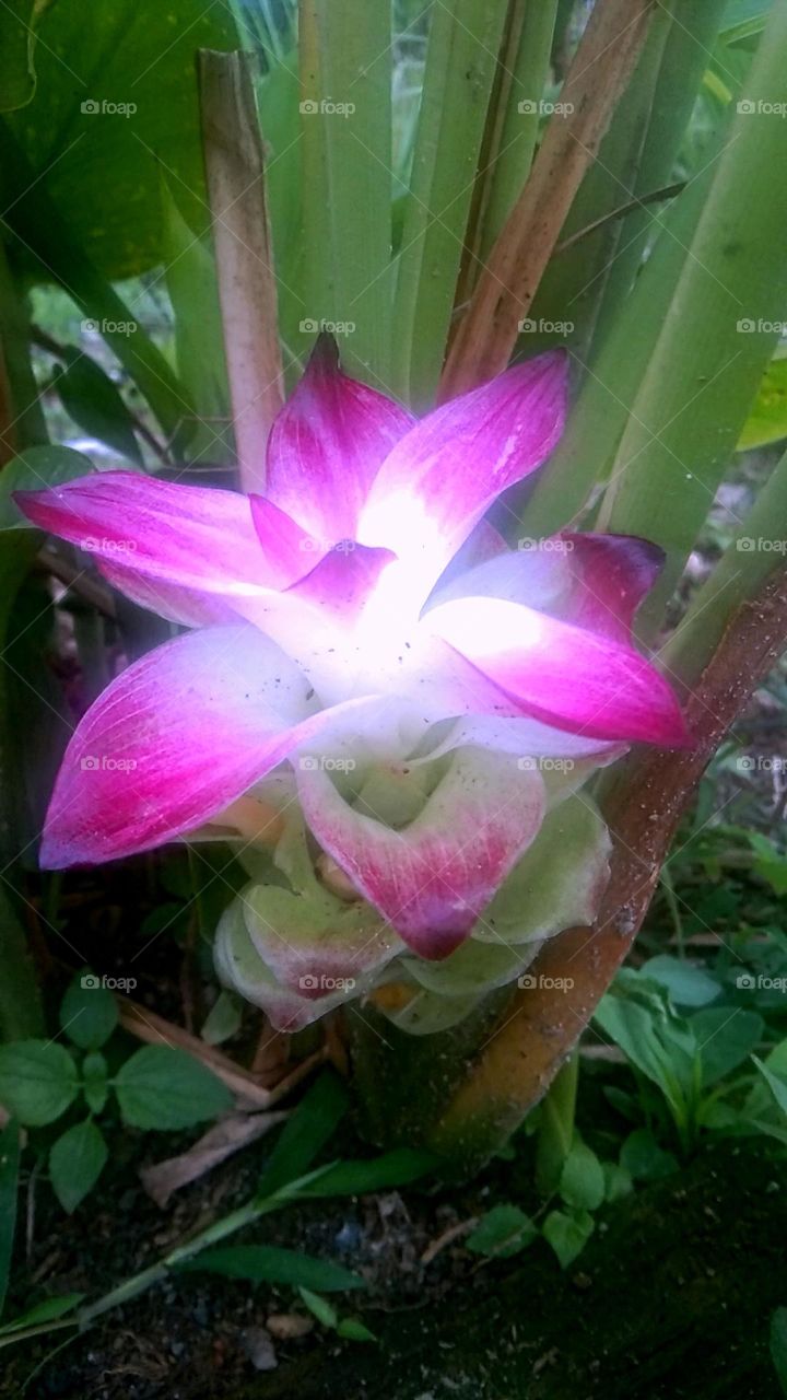 Nice bright purple flower of color-This flower is from the curcuma aromatica plant (scientific name) whose tubers are commonly used as spices, cosmetic ingredients, alternative/herbal medicines etc.