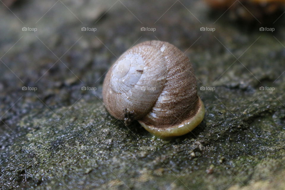 Snail