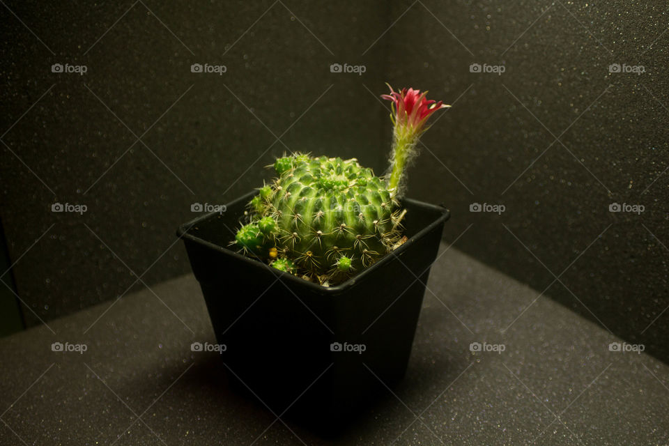 Red flower from cactus