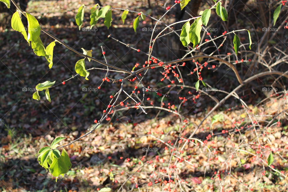 green leaves and red wild berries