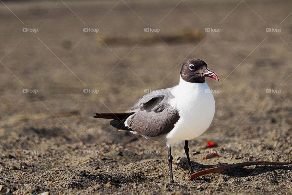 bird on the beach