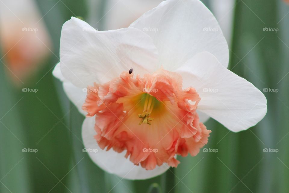 A pink and white daffodil blooming in the spring 