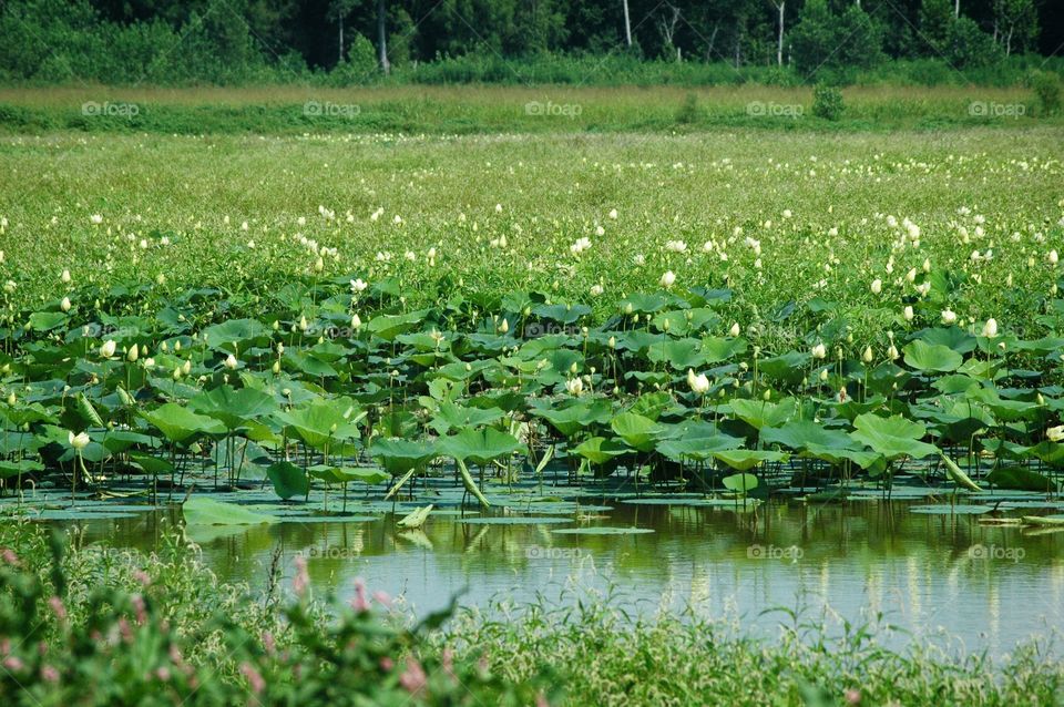 lotus field