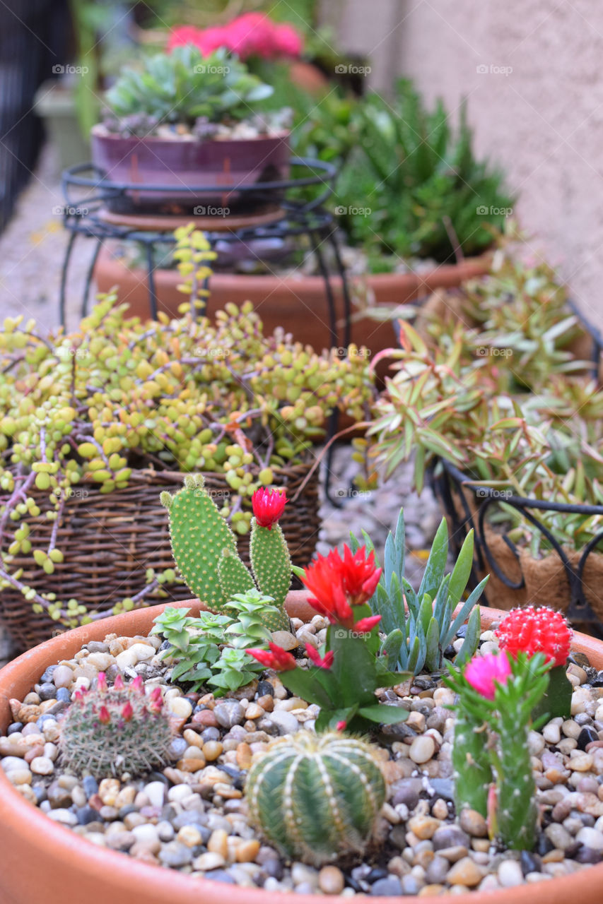 Flower, Pot, Garden, Flora, Nature