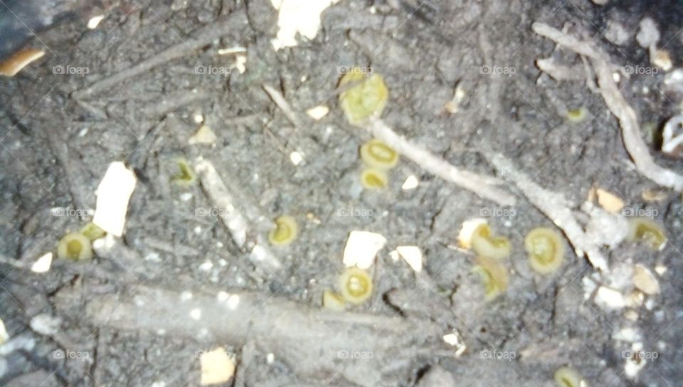 A picture I took of strange spore-like growth in my indoor garden