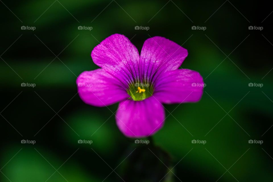 Small pure flower