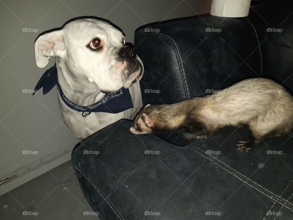 Chien et furet