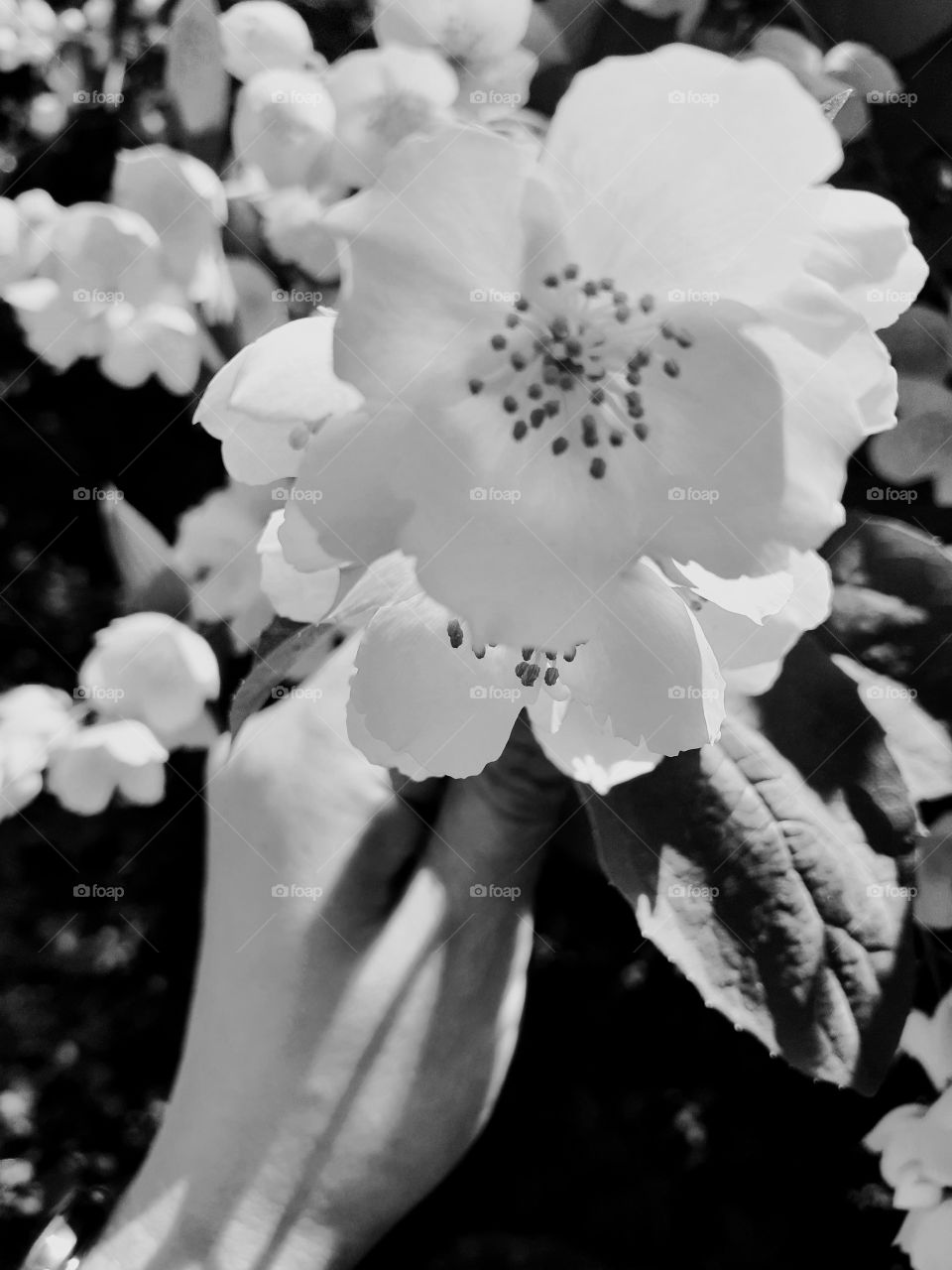 красивый цветок