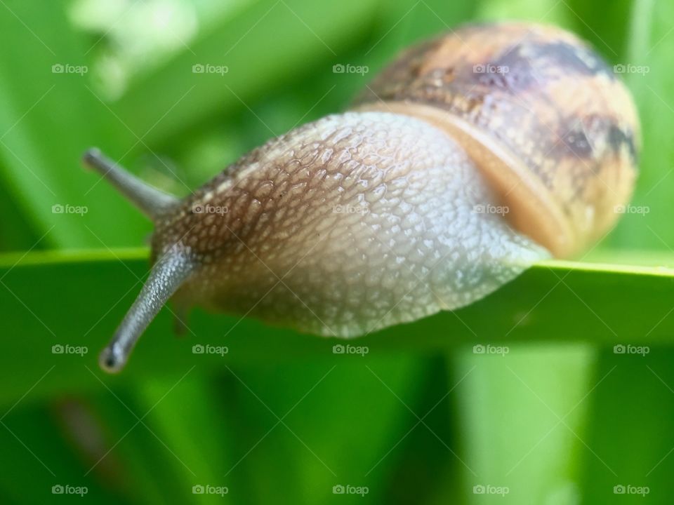 Snail on the leaves 