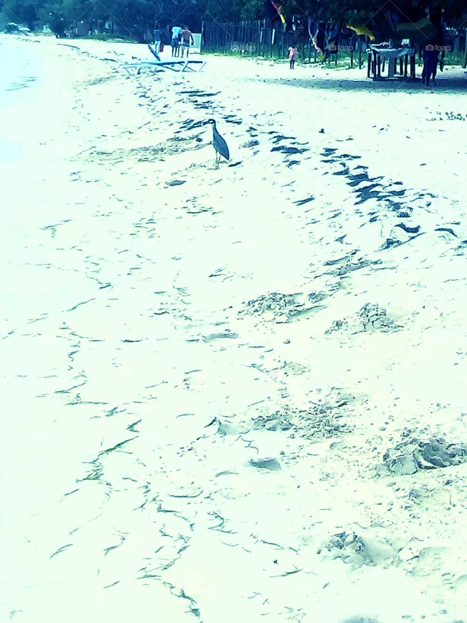 everyone should enjoy the beach an should not have to pay to use the beach even the bird