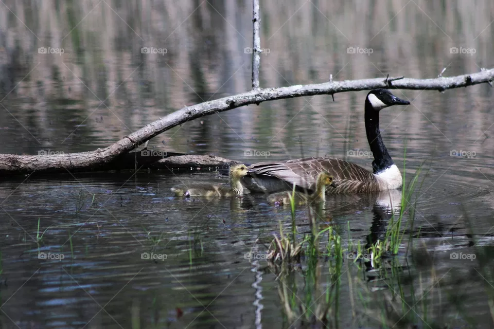 goose