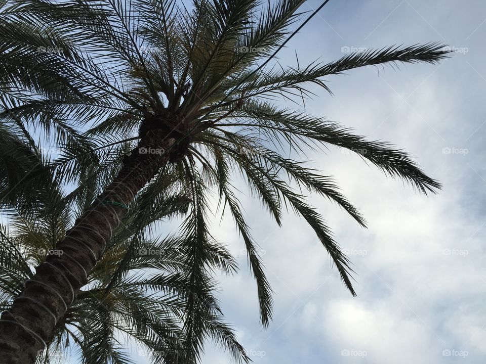 Palm and sky