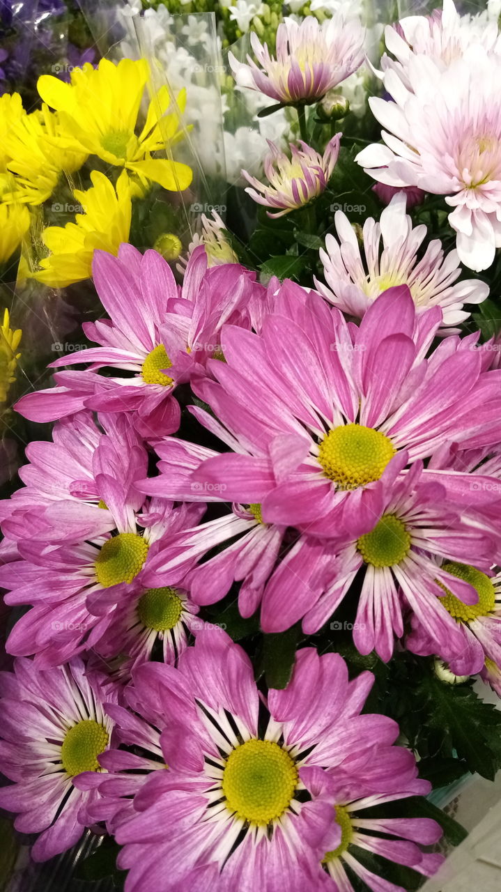 Blumen Deutschland