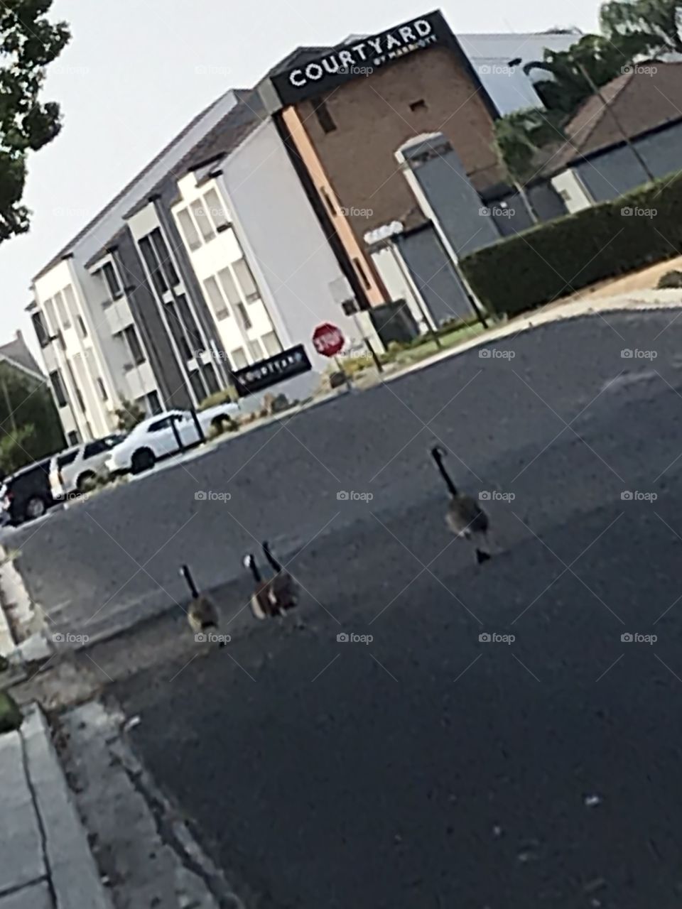 Four geese are walking together to the hotel.